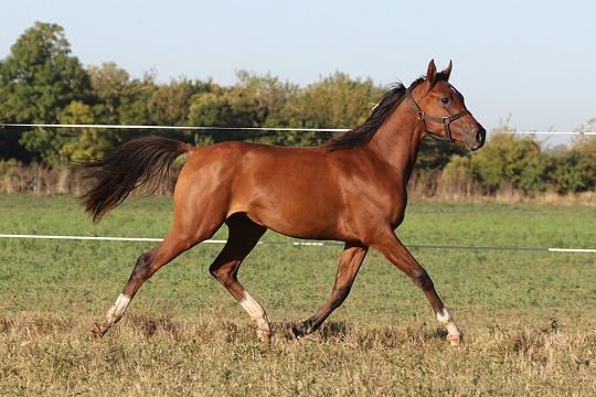 RO Cognac